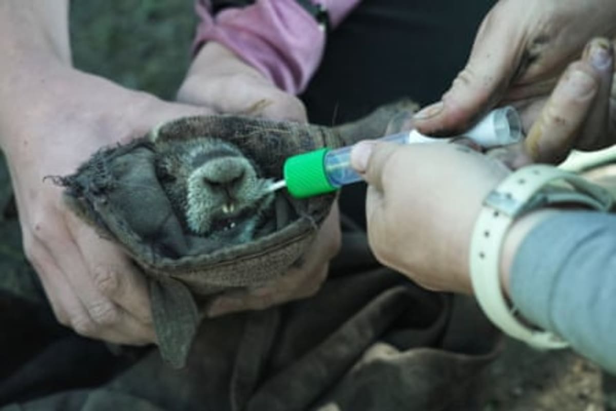 Fat Marmot Week Helps Save 60-Year Research Project - Image 4