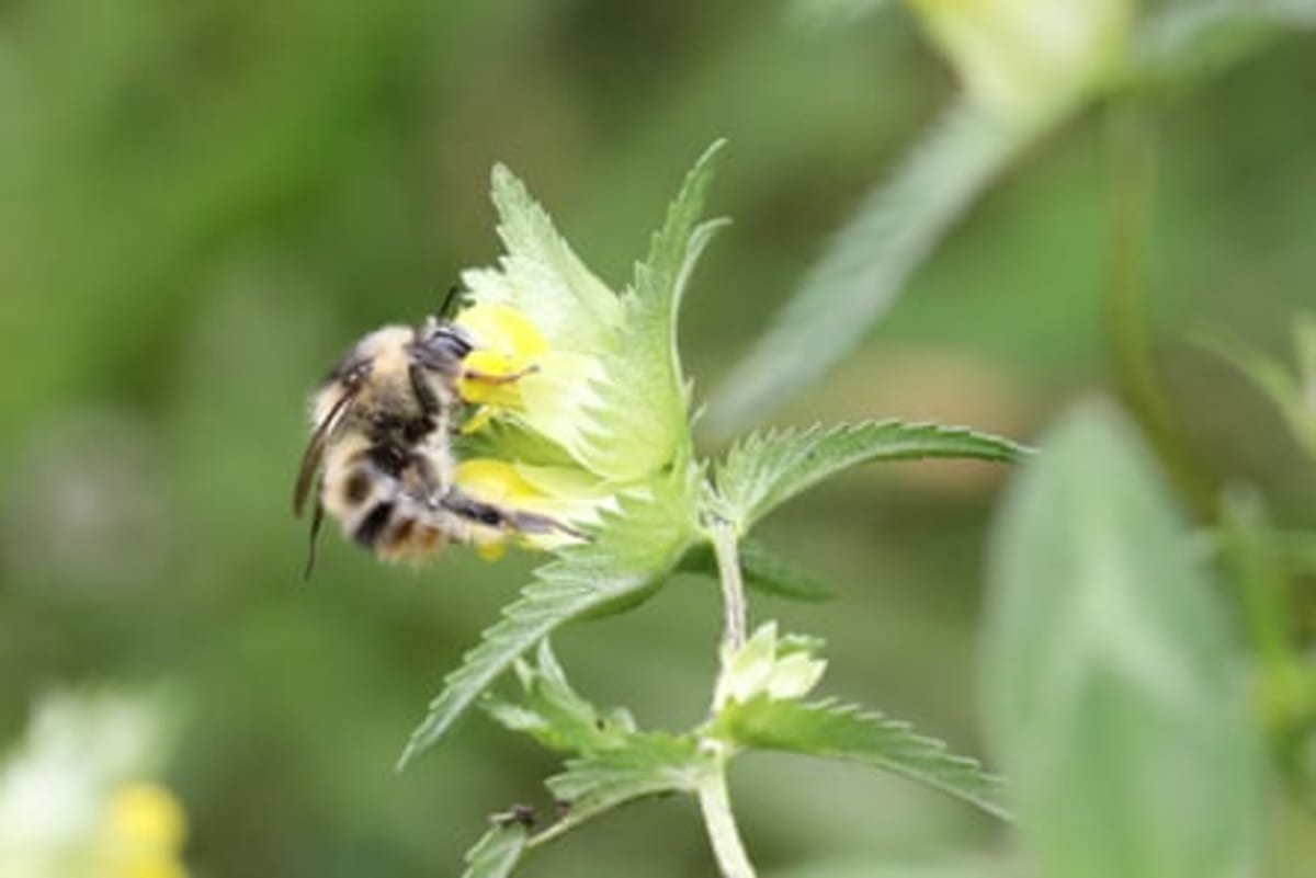English Heritage Trains Scythe Team to Save Rare Bees - Image 5