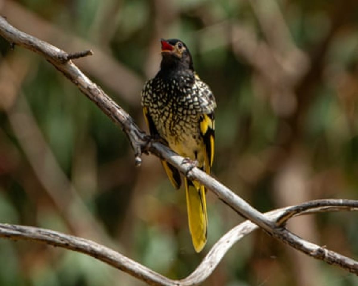 Scientists Restore Endangered Bird's Lost Song With Tutors - Image 4