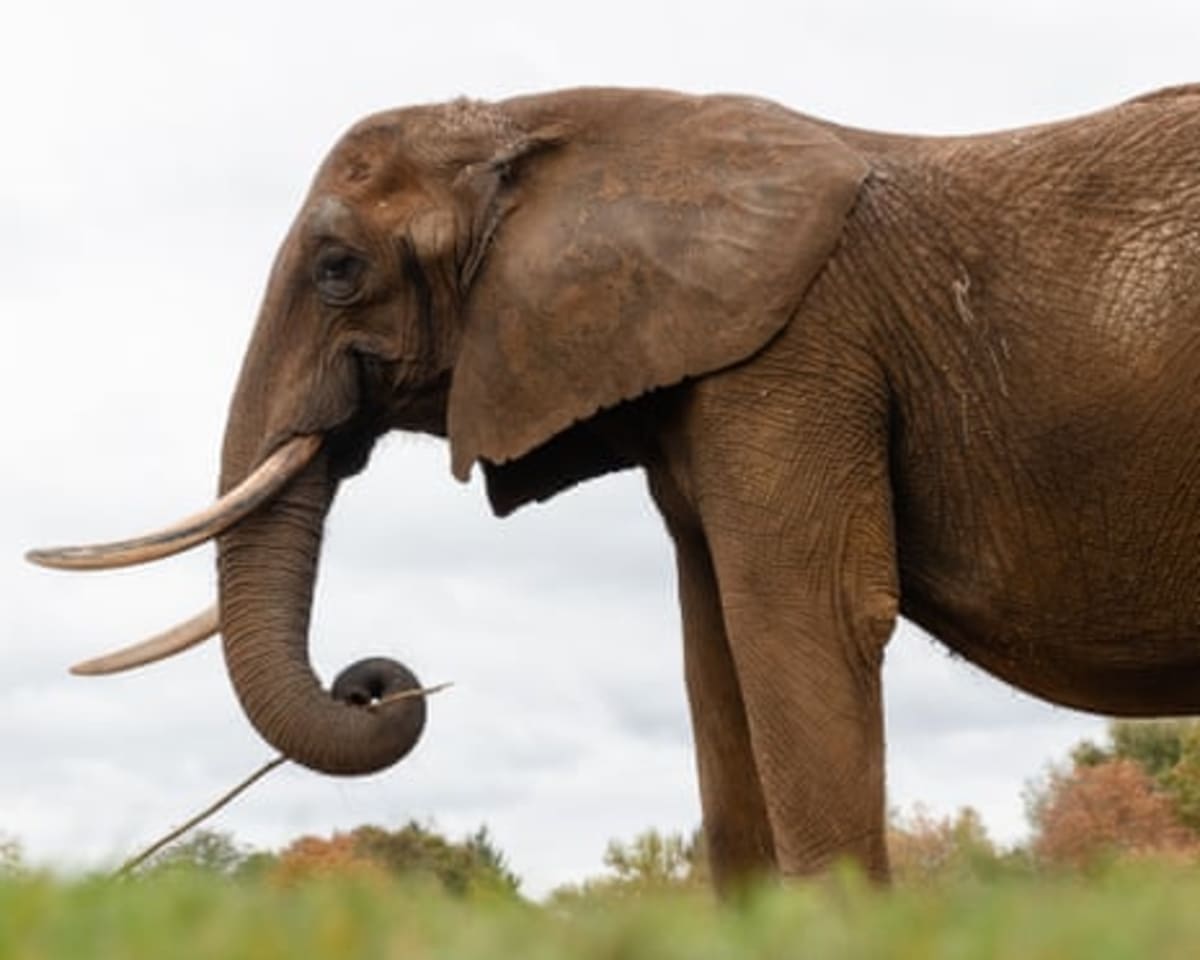 Europe's First Elephant Sanctuary Welcomes Two Rescues - Image 3