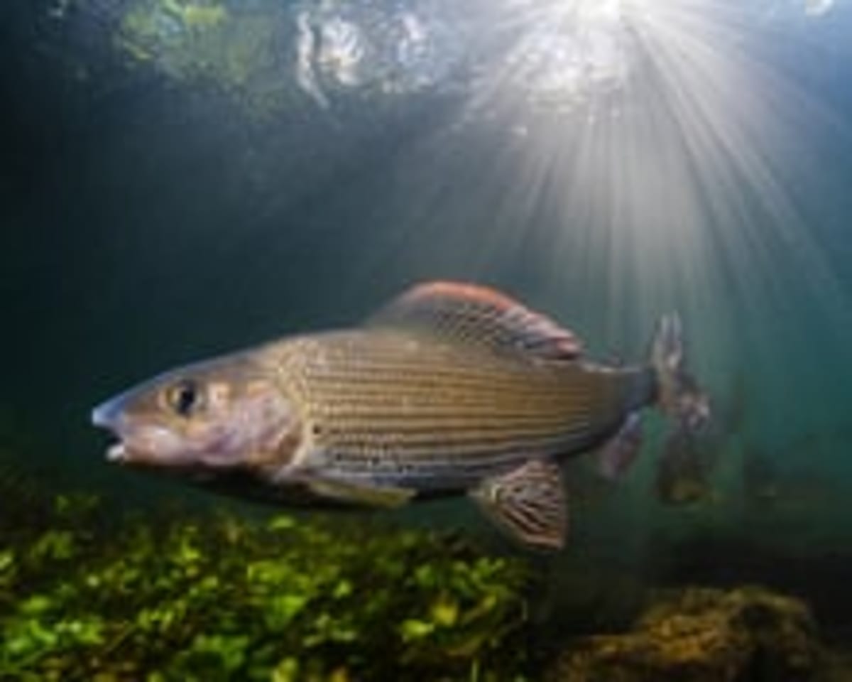 Giant Bluefin Tuna Return to Yorkshire After 60 Years - Image 5