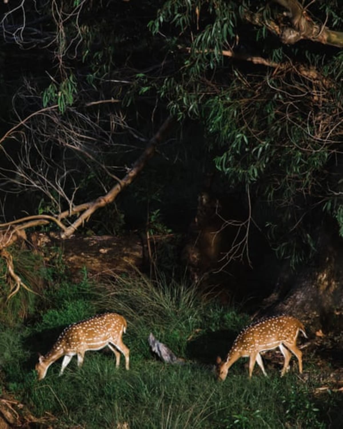 Hawaii Turns Invasive Deer Into Sustainable Food Source - Image 4