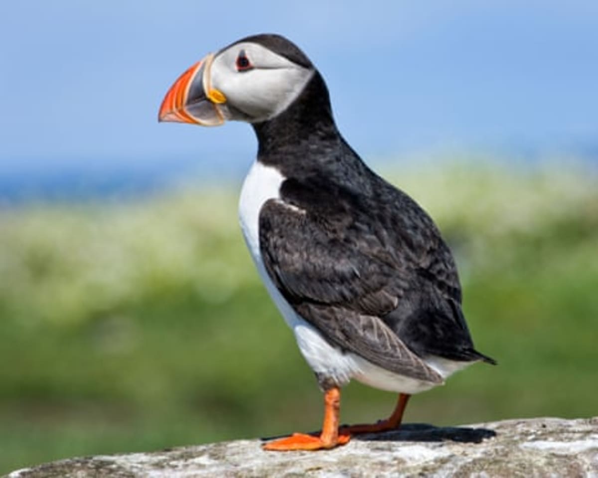 UK Banknotes May Soon Feature Puffins and Dolphins - Image 3