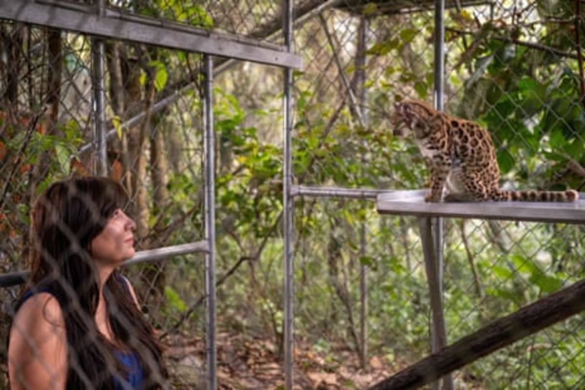 New Wild Cat Species Found in Bolivia After 100+ Years - Image 3