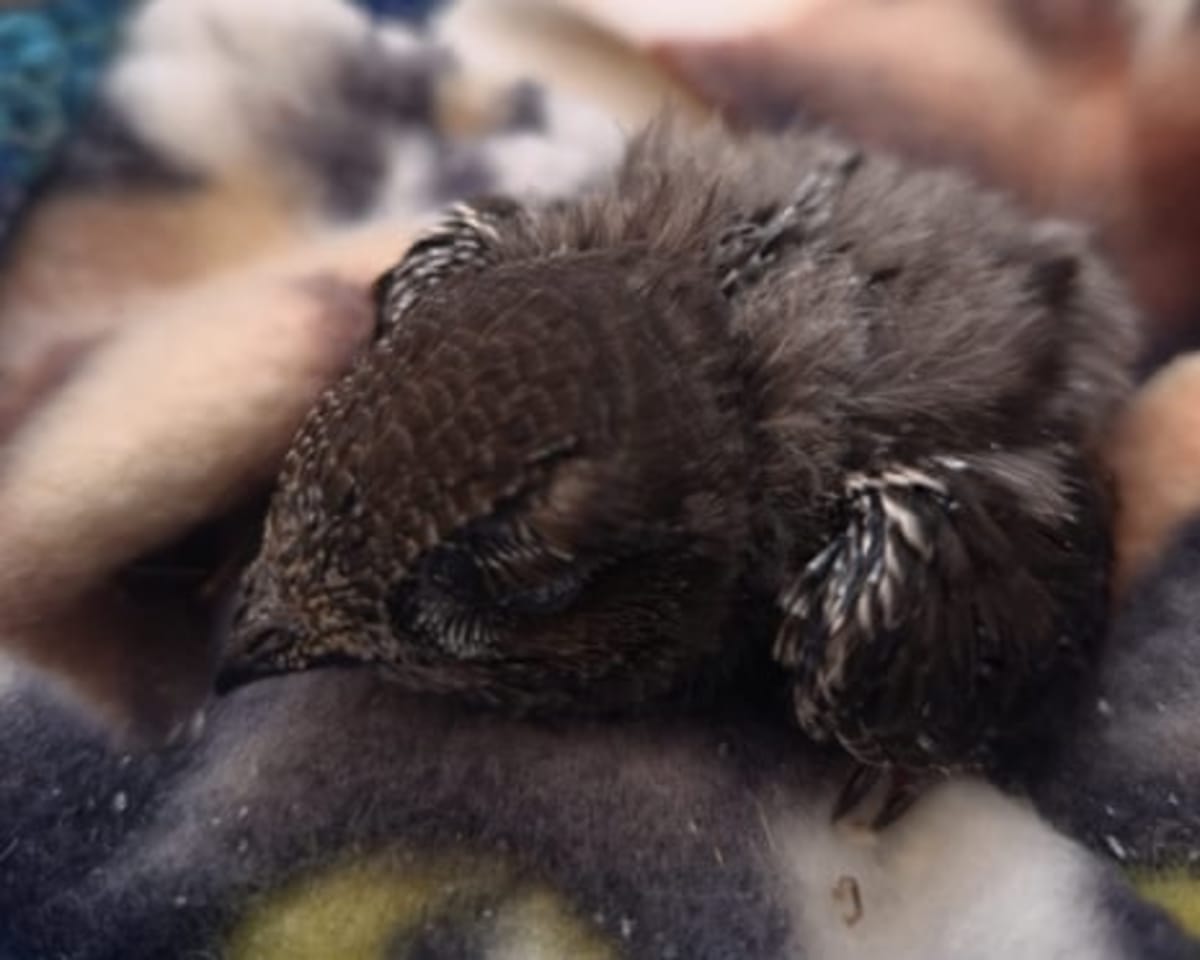 Baby Swift Rescued After Nest Destroyed in UK Renovation - Image 3