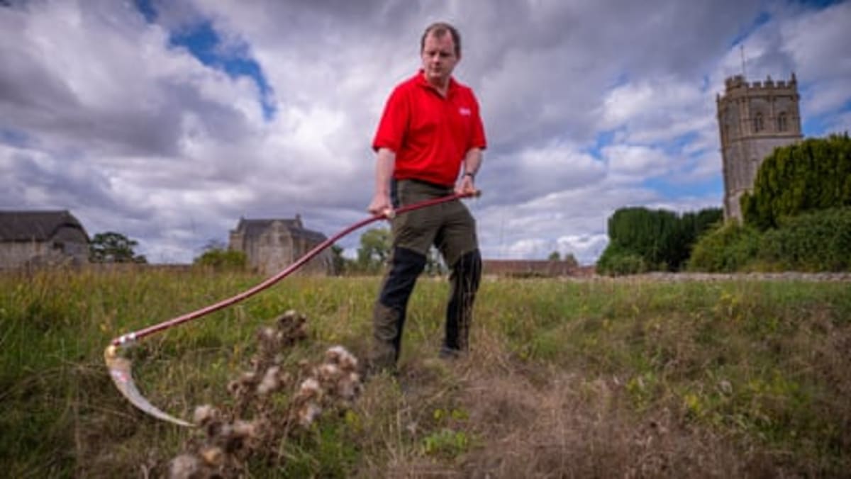 English Heritage Trains Scythe Team to Save Rare Bees - Image 3