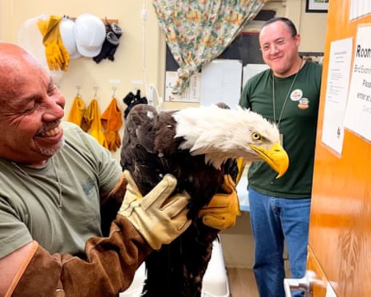 Big Bear's Jackie the Eagle Found Alive After Fight - Image 3