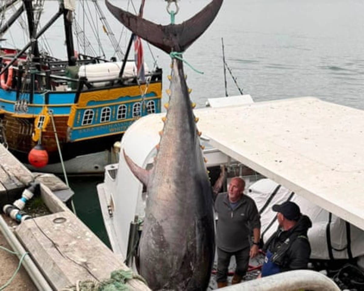 Giant Bluefin Tuna Return to Yorkshire After 60 Years - Image 3
