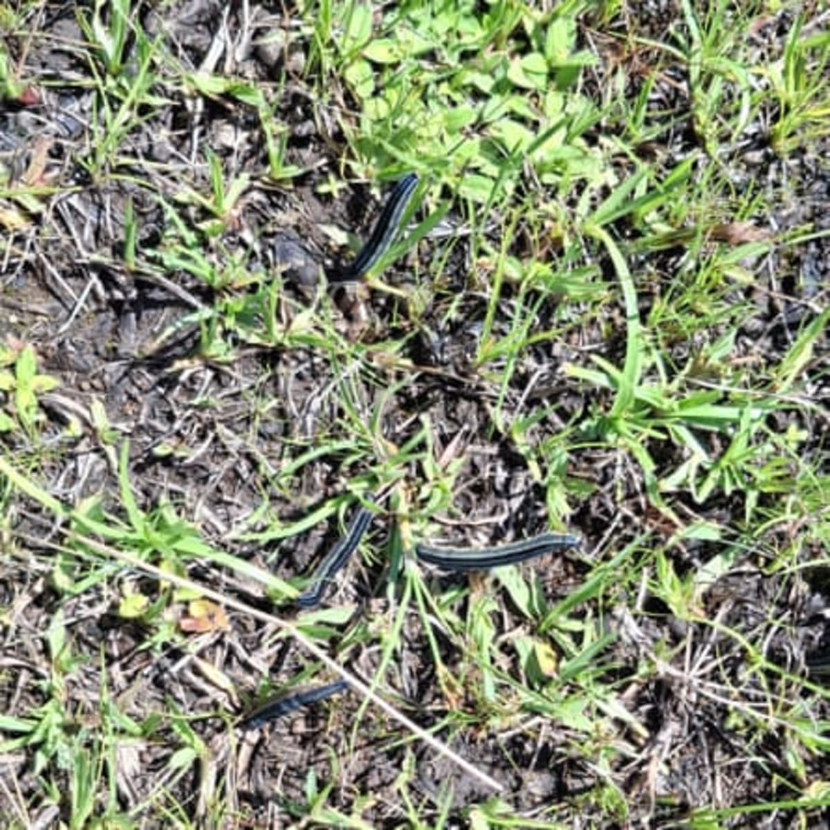 Soil Fungus Could End African Armyworm Crop Devastation - Image 4