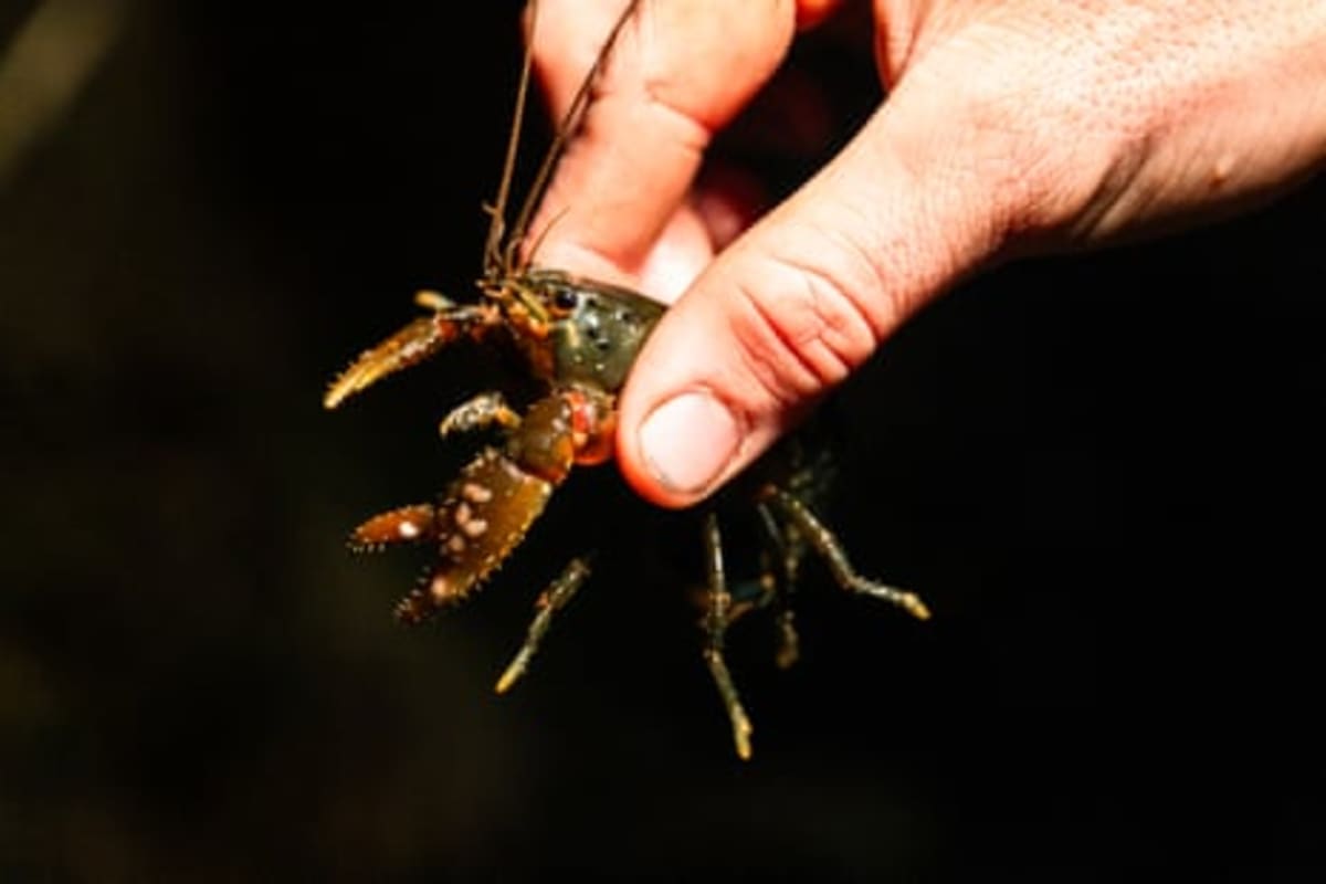 Australia Saves 36 Ancient Crayfish Species From Extinction - Image 3