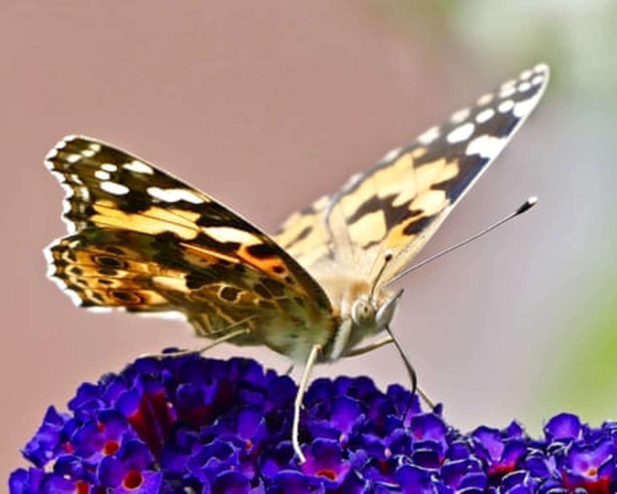 Millions of Painted Lady Butterflies Arrive in Britain - Image 3