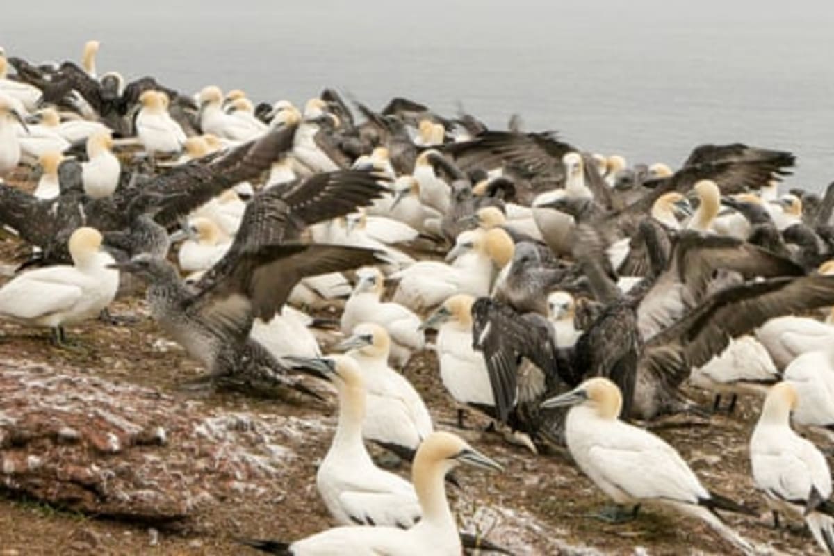 Toxic 'Forever Chemicals' Drop 74% in Seabird Eggs - Image 3