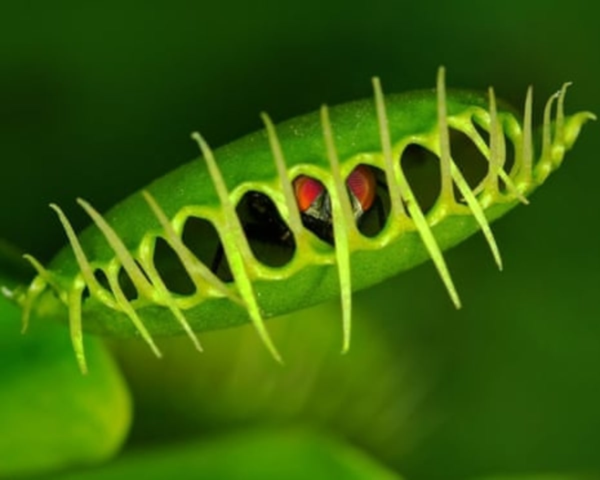 Scientists Solve Darwin's 160-Year Venus Flytrap Mystery - Image 3