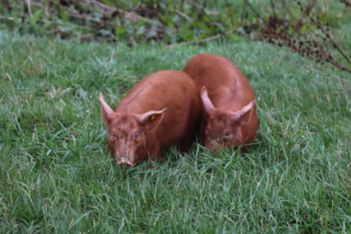 Somerset Farm Rewilding Doubles Bird Species in 3 Years - Image 4
