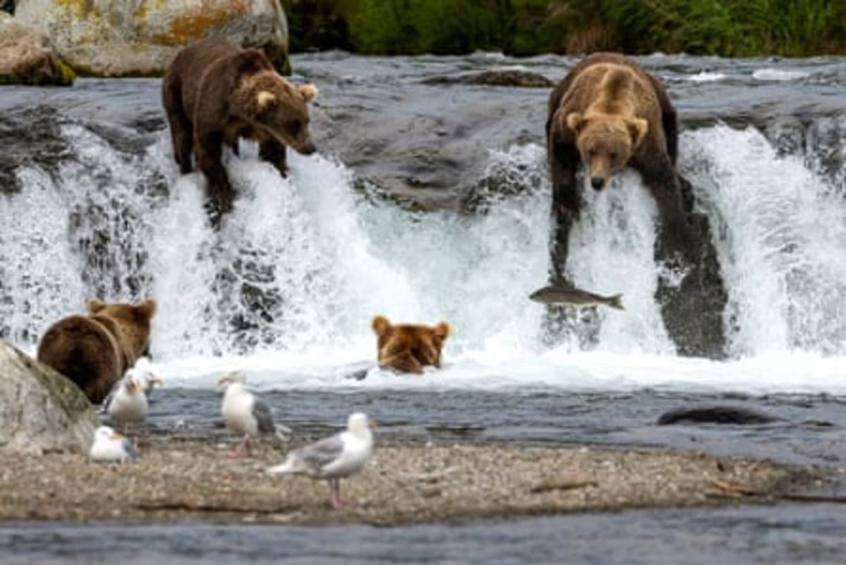 Alaska Bear Livestream Draws 7.3 Million Viewers This Summer - Image 4