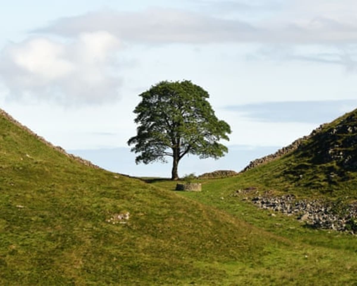 Beloved Sycamore Gap Tree Lives On in Community Art Project - Image 3