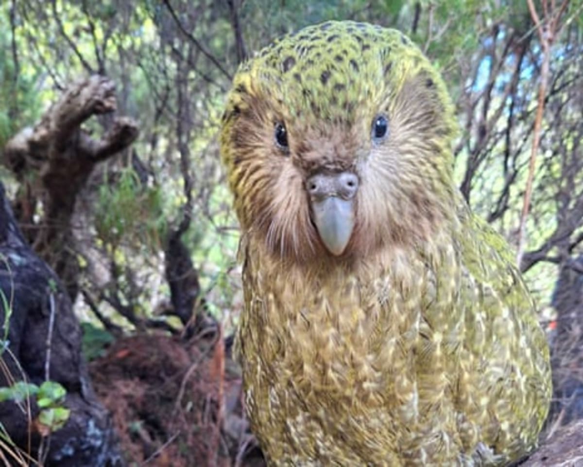 World's Heaviest Parrot Hits 325 After Record Year - Image 3