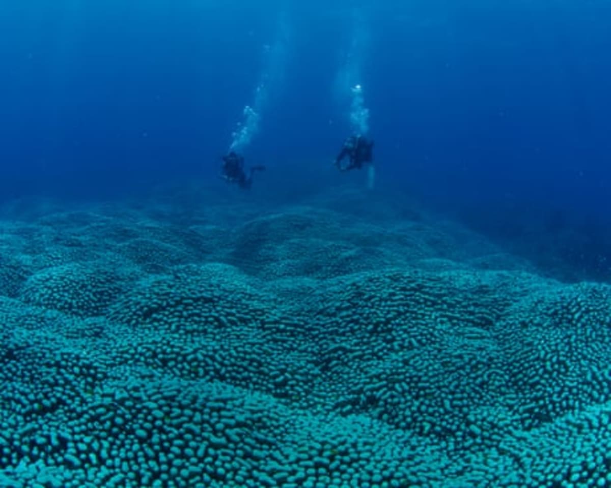 Scientists Discover 110+ New Species in Coral Sea - Image 4