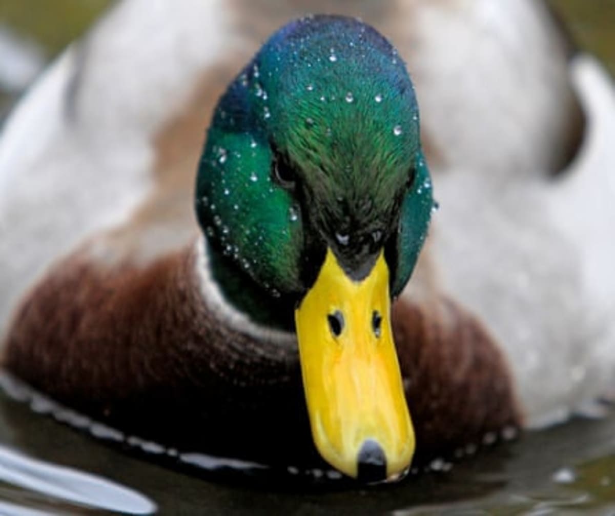 Merlin App's 40M Users Now Power Global Bird Conservation - Image 5