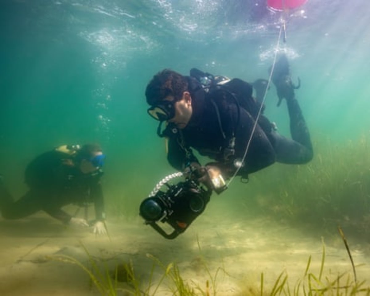 Dorset Seagrass Meadows Heal 94% in Just Five Years - Image 3