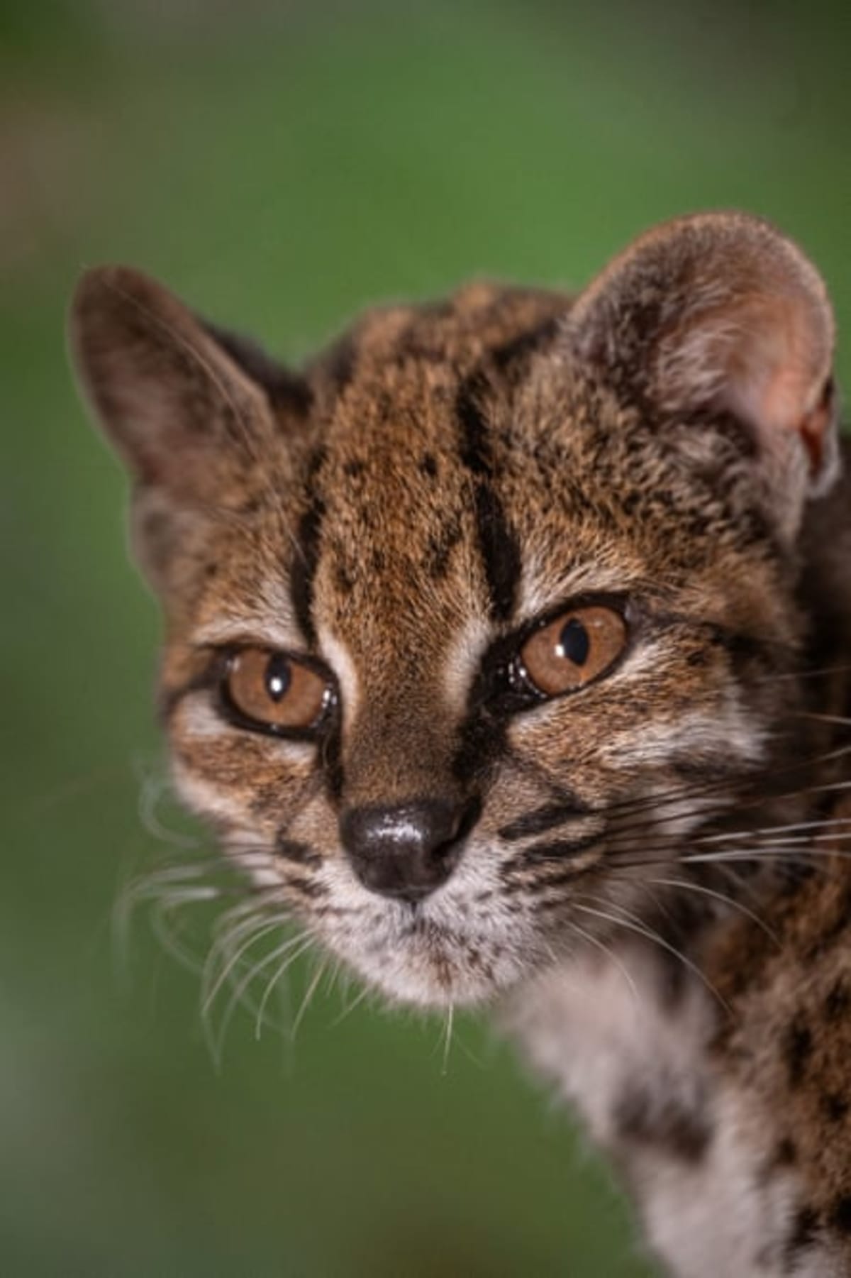 New Wild Cat Species Found in Bolivia After 100+ Years - Image 5