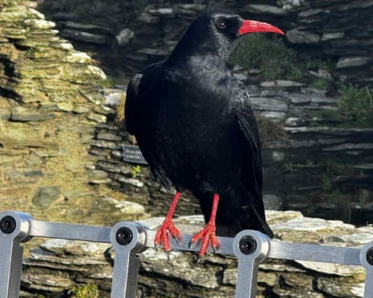 Legendary Birds Return to King Arthur's Cornish Castle - Image 3