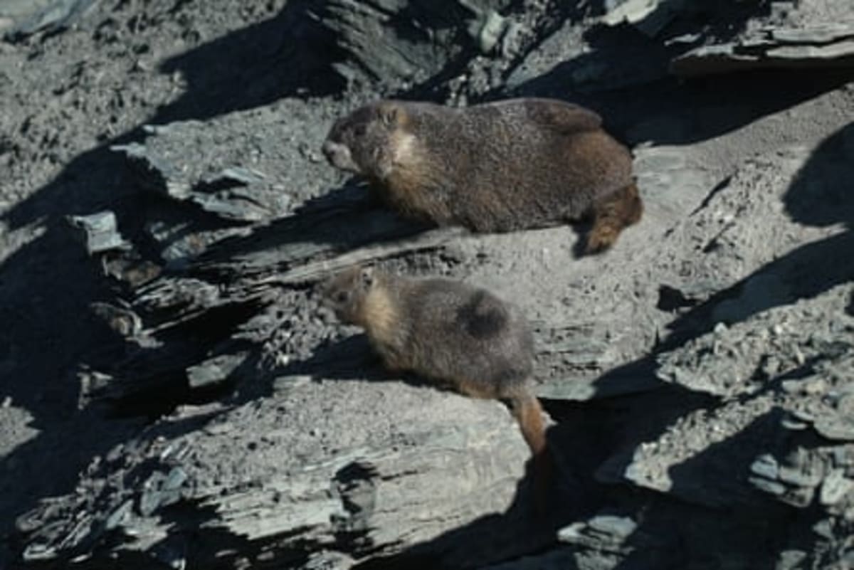 Fat Marmot Week Helps Save 60-Year Research Project - Image 5