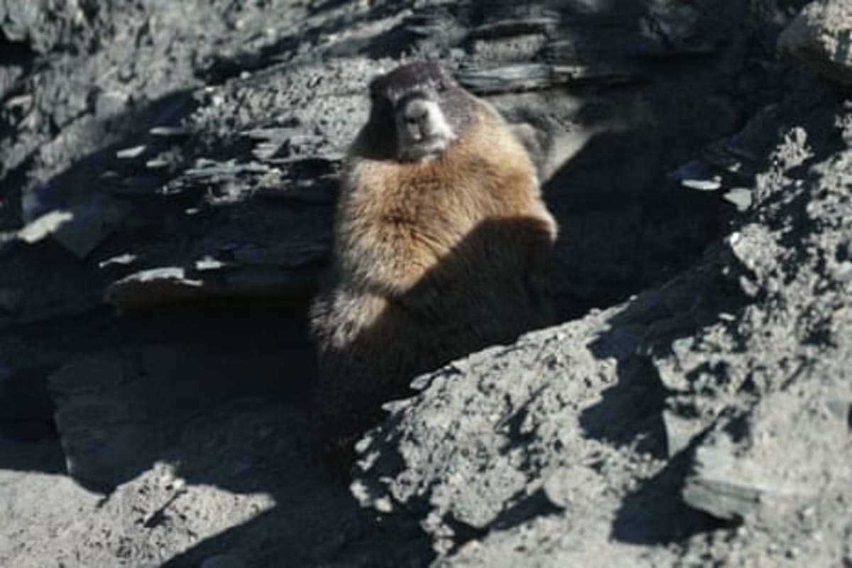 Fat Marmot Week Helps Save 60-Year Research Project - Image 3