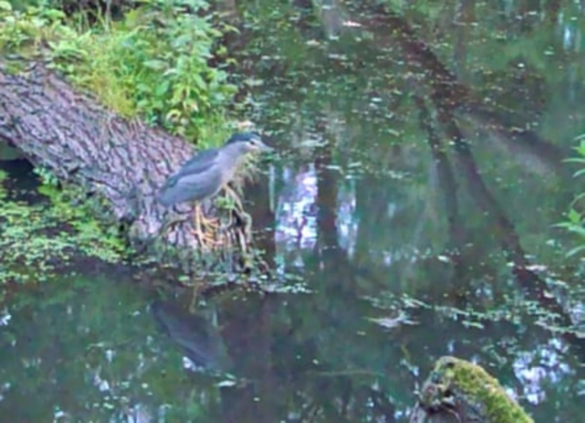 Rare Heron Spotted Where England's River Runs Wild Again - Image 5