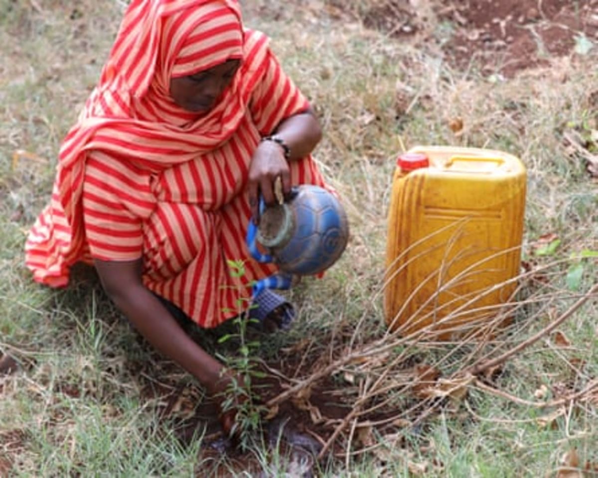 Ethiopia Plants 48 Billion Trees to Fight Climate Change - Image 4
