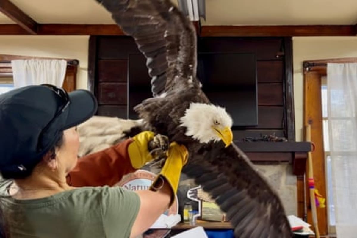 Jackie the Eagle's Fans Raised $10M to Save Her Lake - Image 3