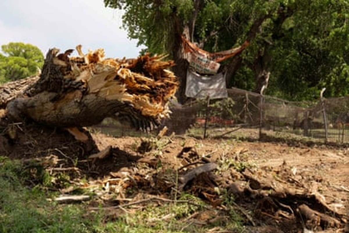 Arizona Tree-Sitters Save 200-Year-Old Cottonwood Grove - Image 4