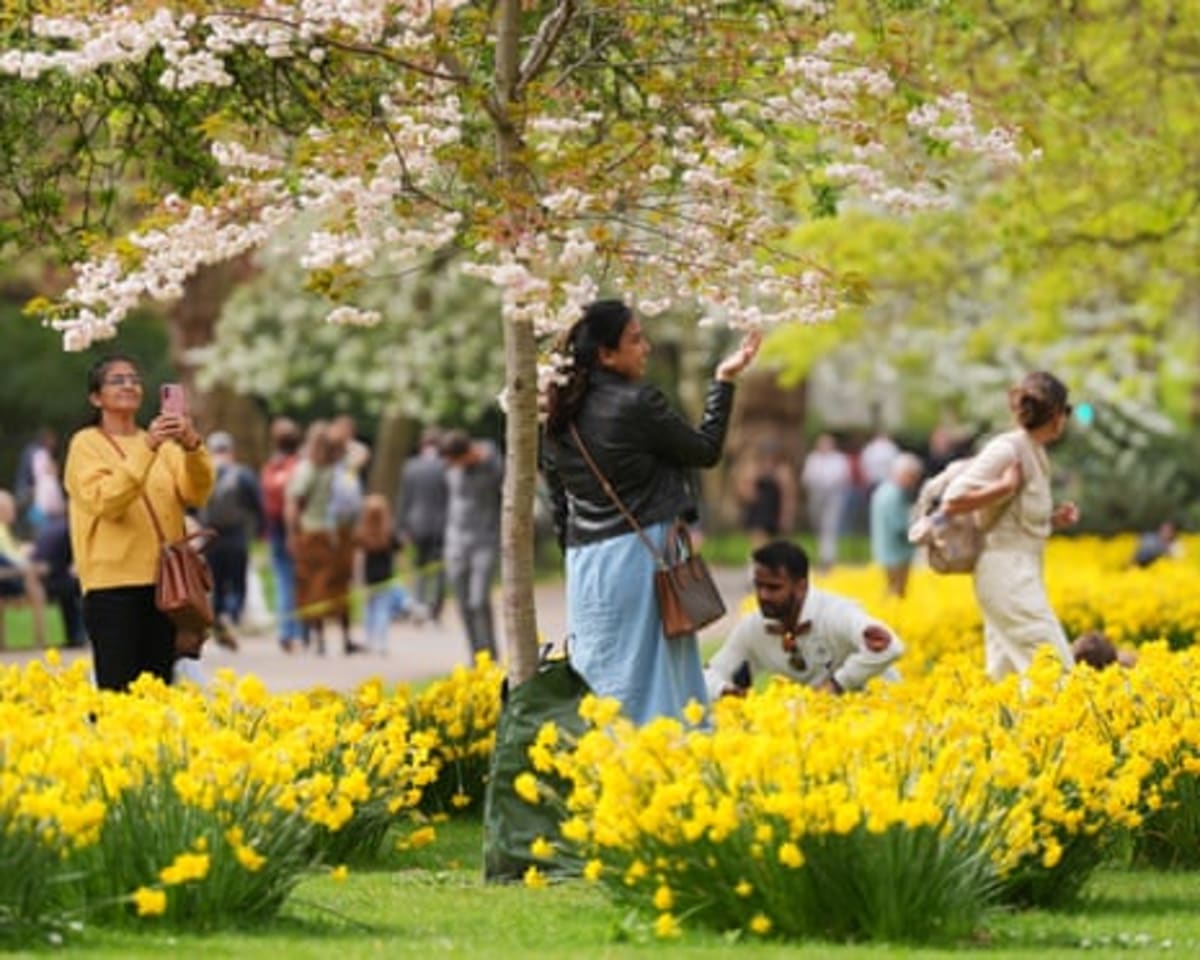 England's Spring Blooms Stun After Perfect Weather Mix - Image 3
