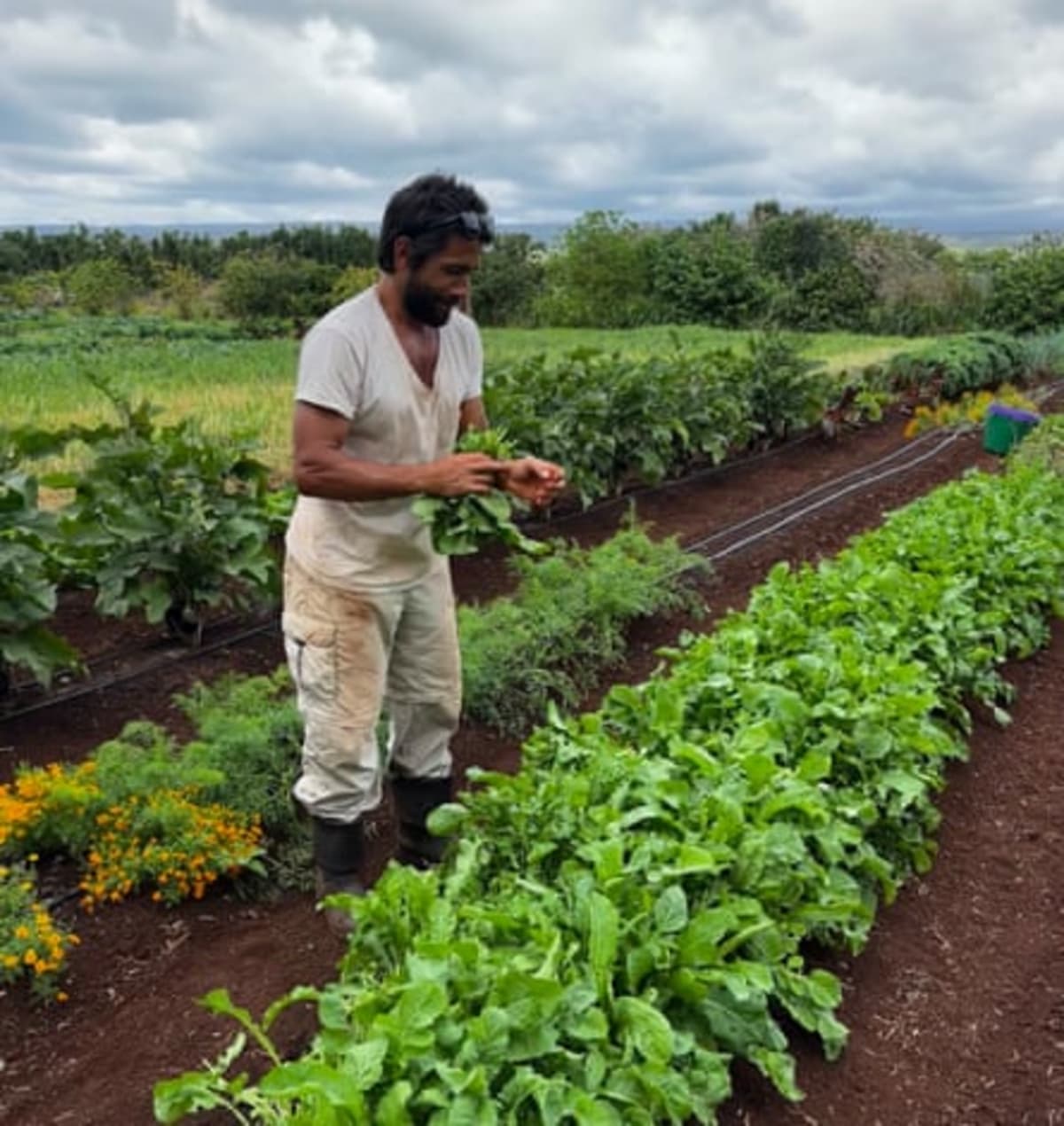 Hawaii Farmers Rally Together After Devastating Floods - Image 5