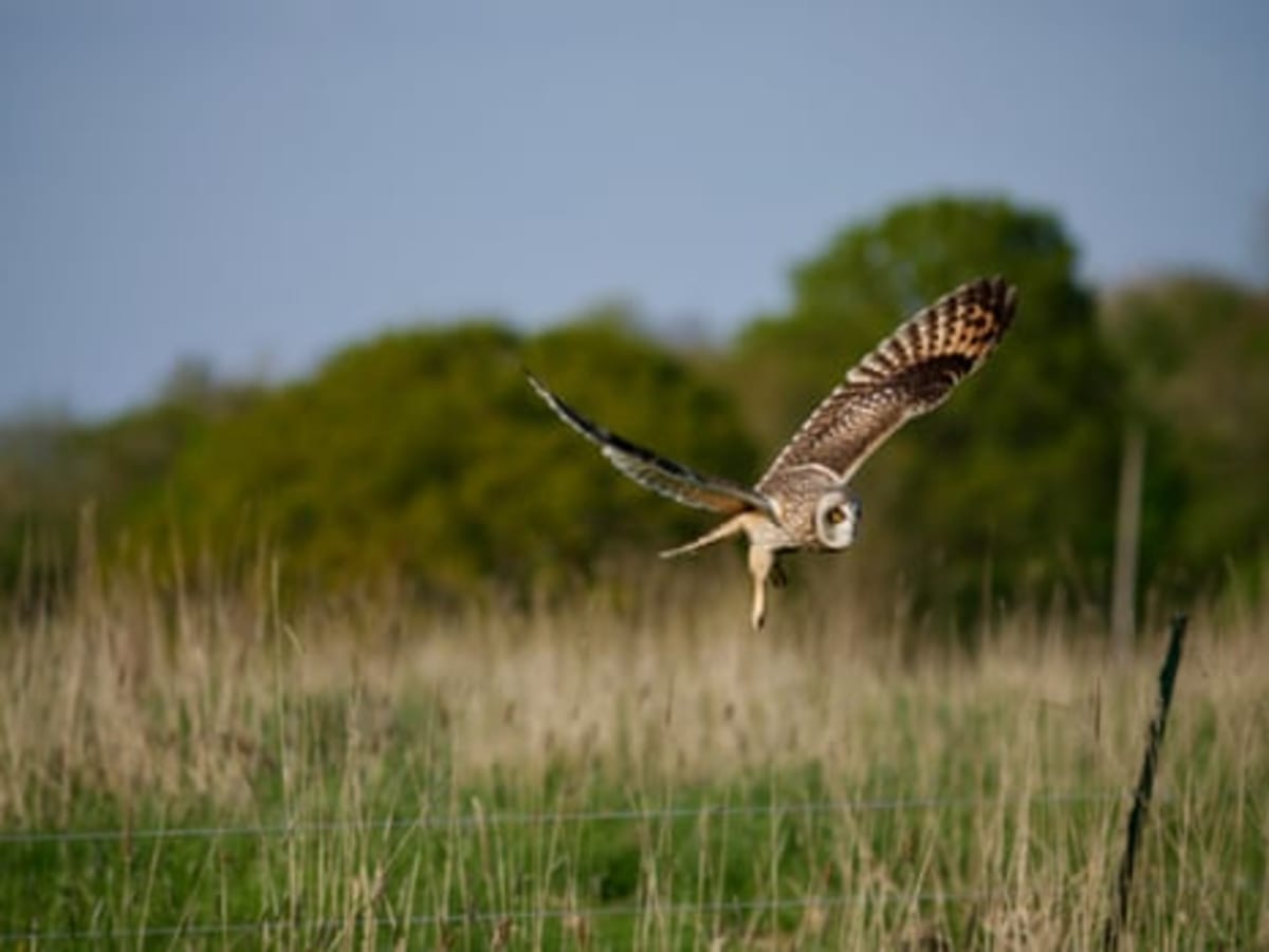 Somerset Farm Rewilding Doubles Bird Species in 3 Years - Image 3