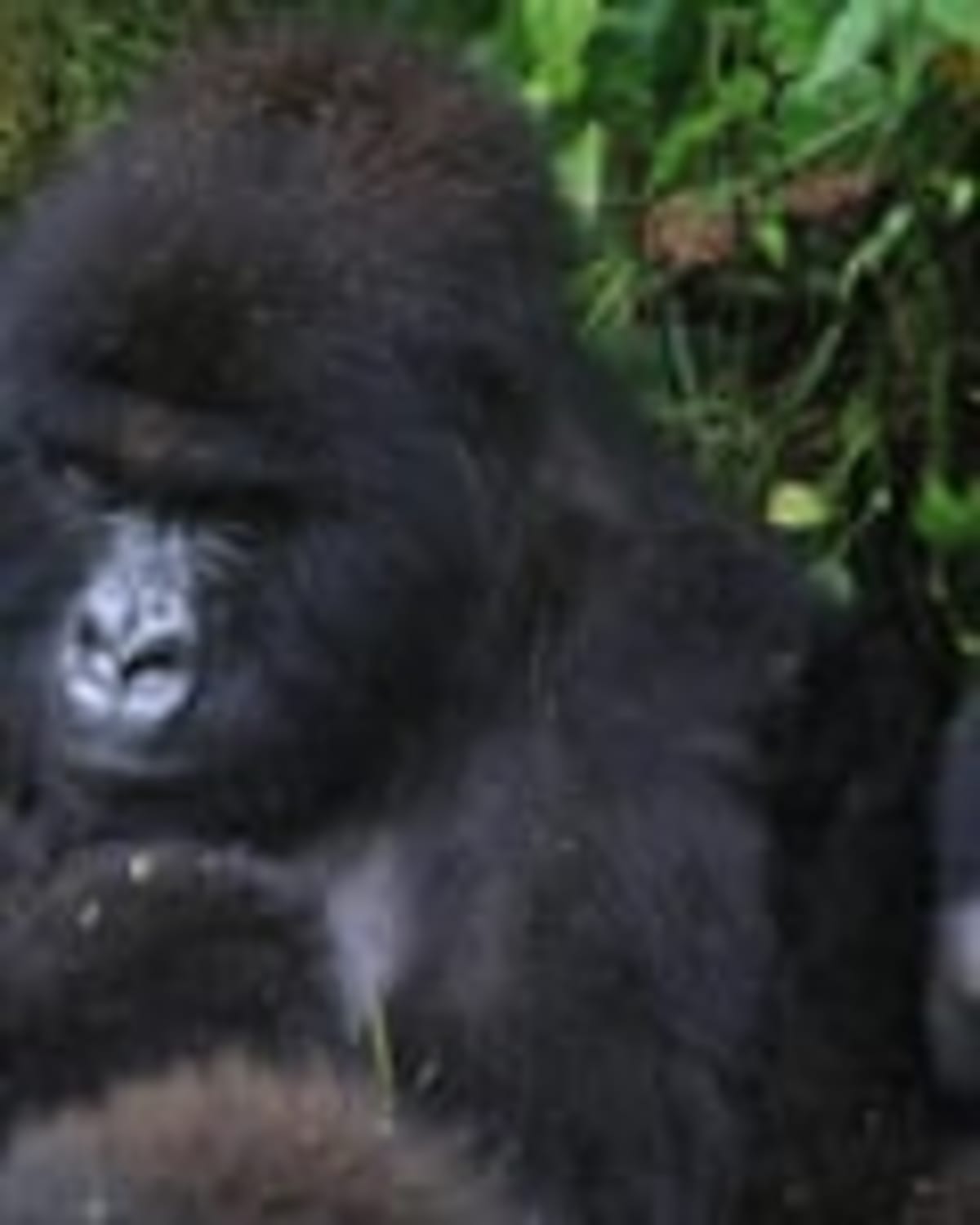 Two Sets of Gorilla Twins Born in Congo in 3 Months - Image 4