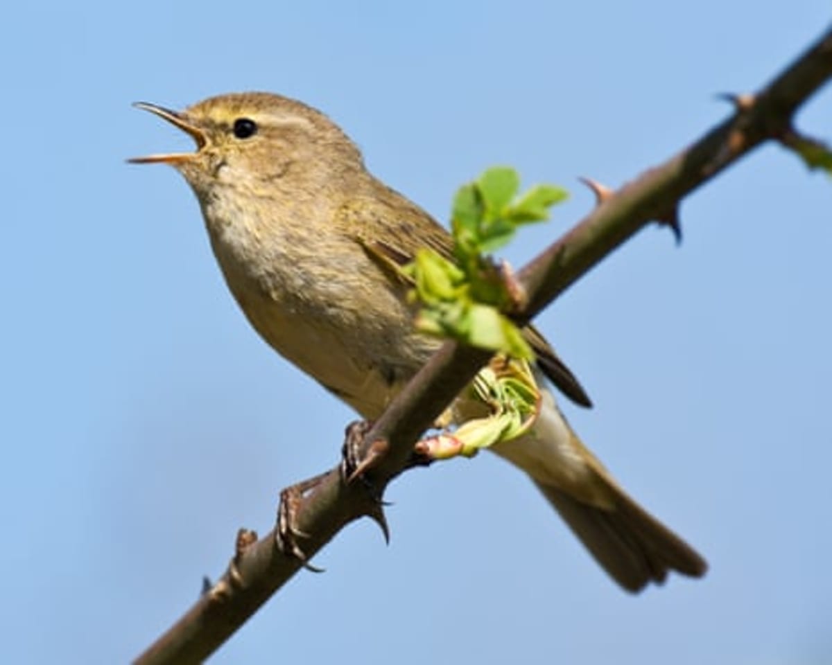 Merlin App's 40M Users Now Power Global Bird Conservation - Image 3