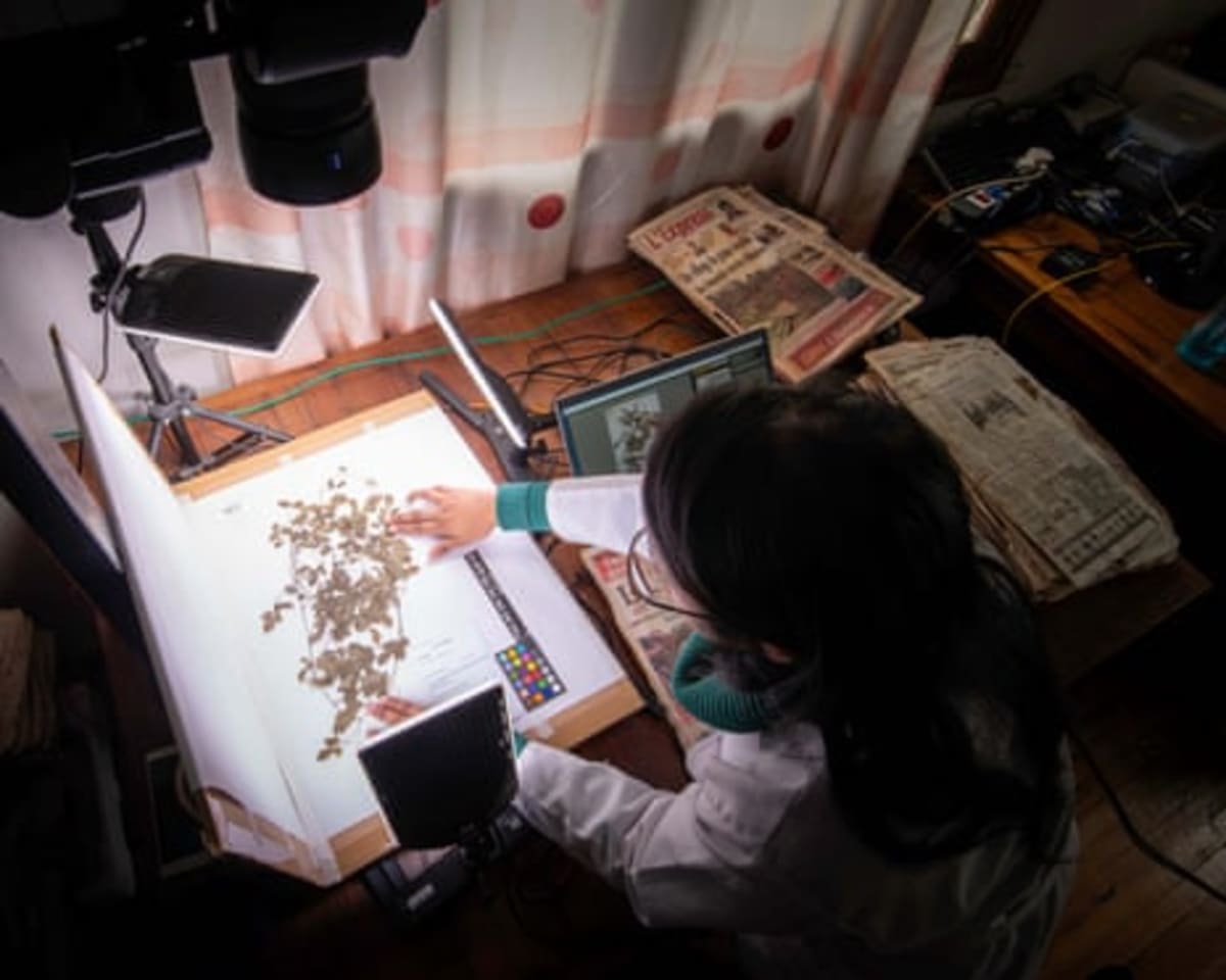 AI Helps Scientists Win Race to Save 100,000 Unknown Plants - Image 3