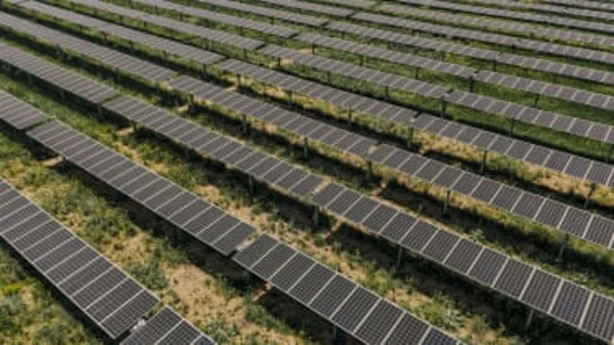 Colorado Farm Pairs Solar Panels With Crops for Triple Win - Image 5