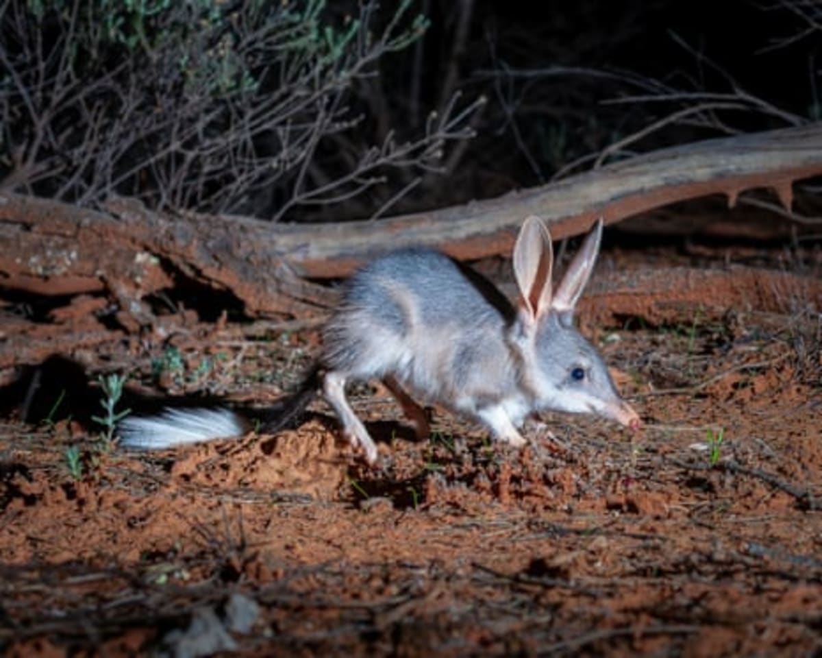 Australian Bilbies Surge from 50 to 2,000 in Seven Years - Image 3