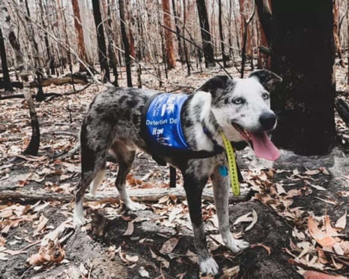 Famous Koala-Rescue Dog Retires After Saving 100+ Lives - Image 3