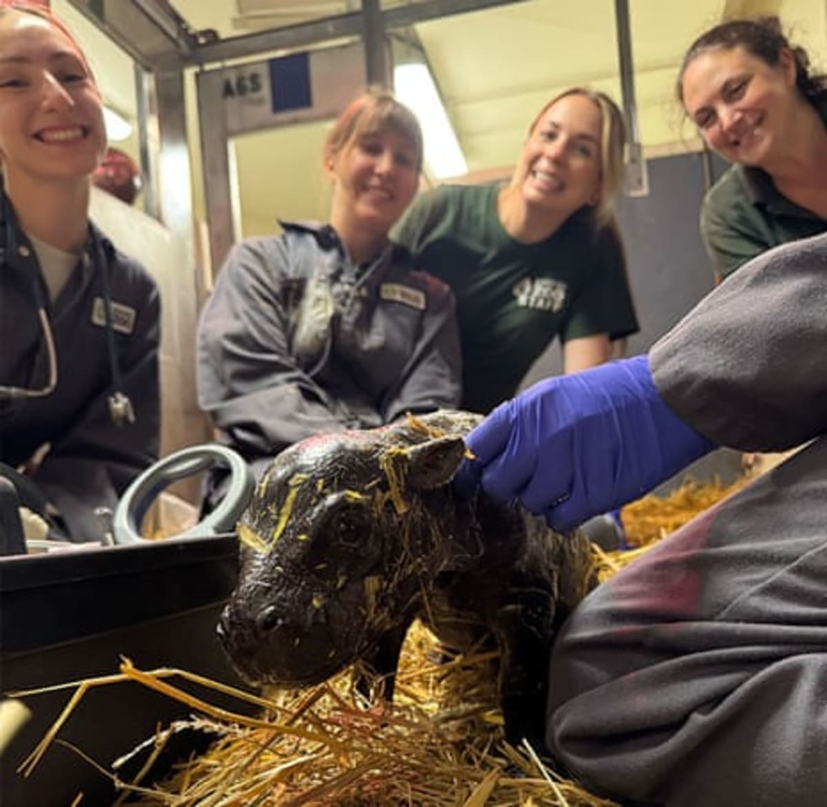 Toronto Zoo Welcomes Rare Endangered Pygmy Hippo Calf - Image 3
