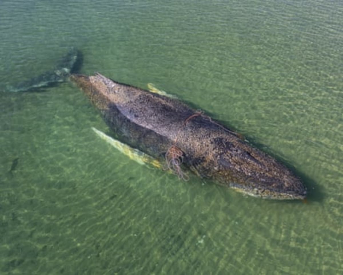 Stranded Humpback Whale Swims Free After Germany Rescue - Image 3