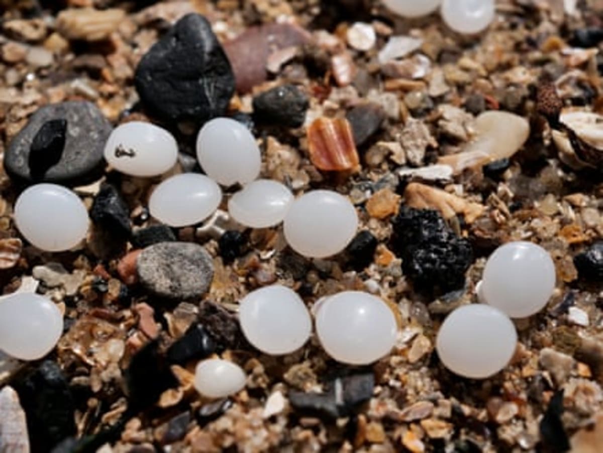 2,000 Volunteers Rally to Save Northeast England Beaches - Image 4