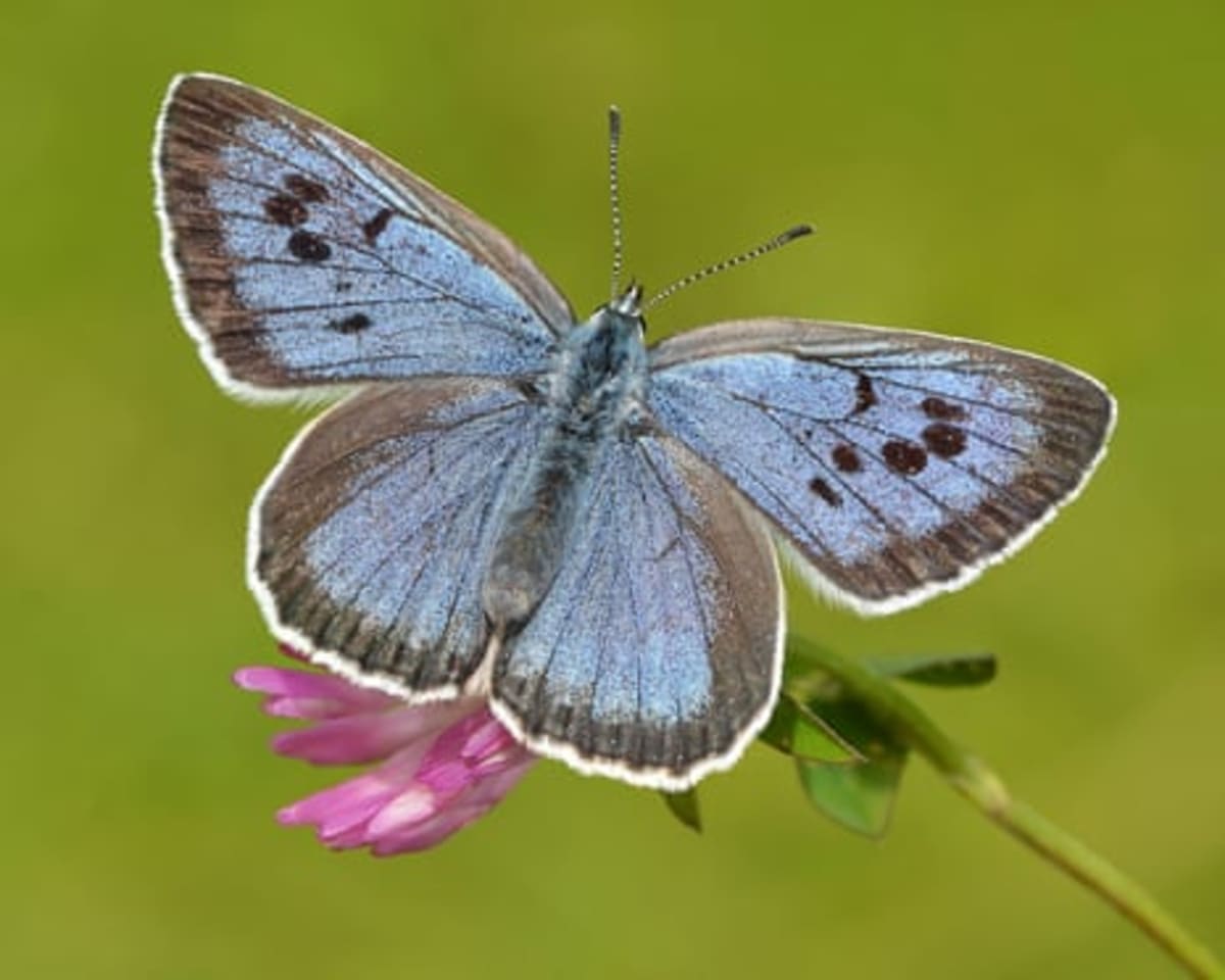 Britain Votes for Favorite Butterfly in First-Ever Poll - Image 3