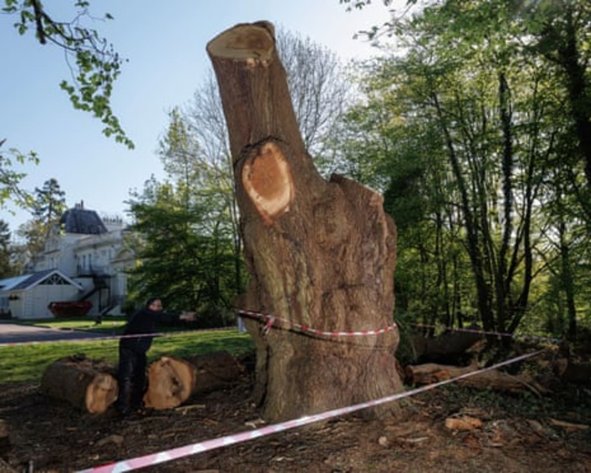 Restaurant Chain Funds New Orchard After Tree Dispute - Image 3