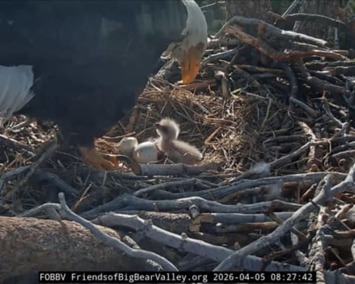 Bald Eagle Chicks Hatch Live on YouTube for Thousands - Image 3