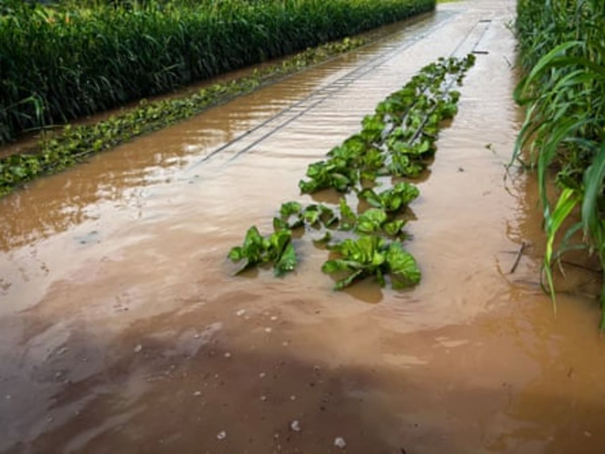 Hawaii Farmers Rally Together After Devastating Floods - Image 4