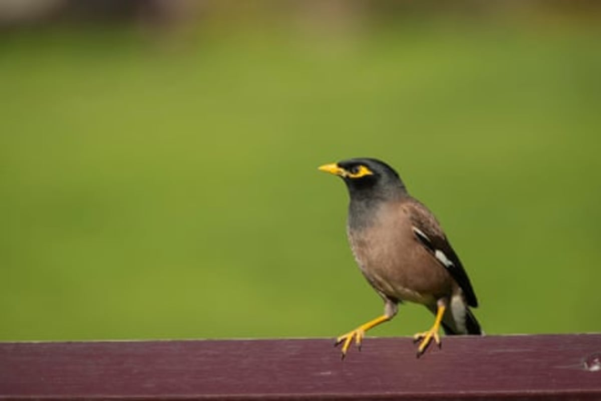 Sydney Myna Birds Ride Trains Daily to Find Food - Image 3