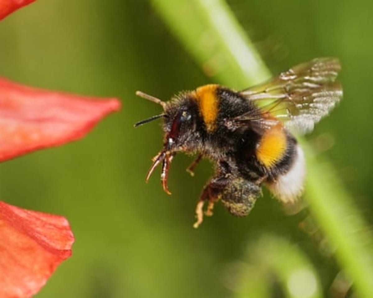 Bumblebees Solve 100-Year-Old Intelligence Test - Image 3